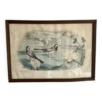 Large framed antique zoological engraving "The Washerwoman"