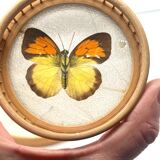 Bamboo Tray with 12 Colonial Style Butterfly Coasters