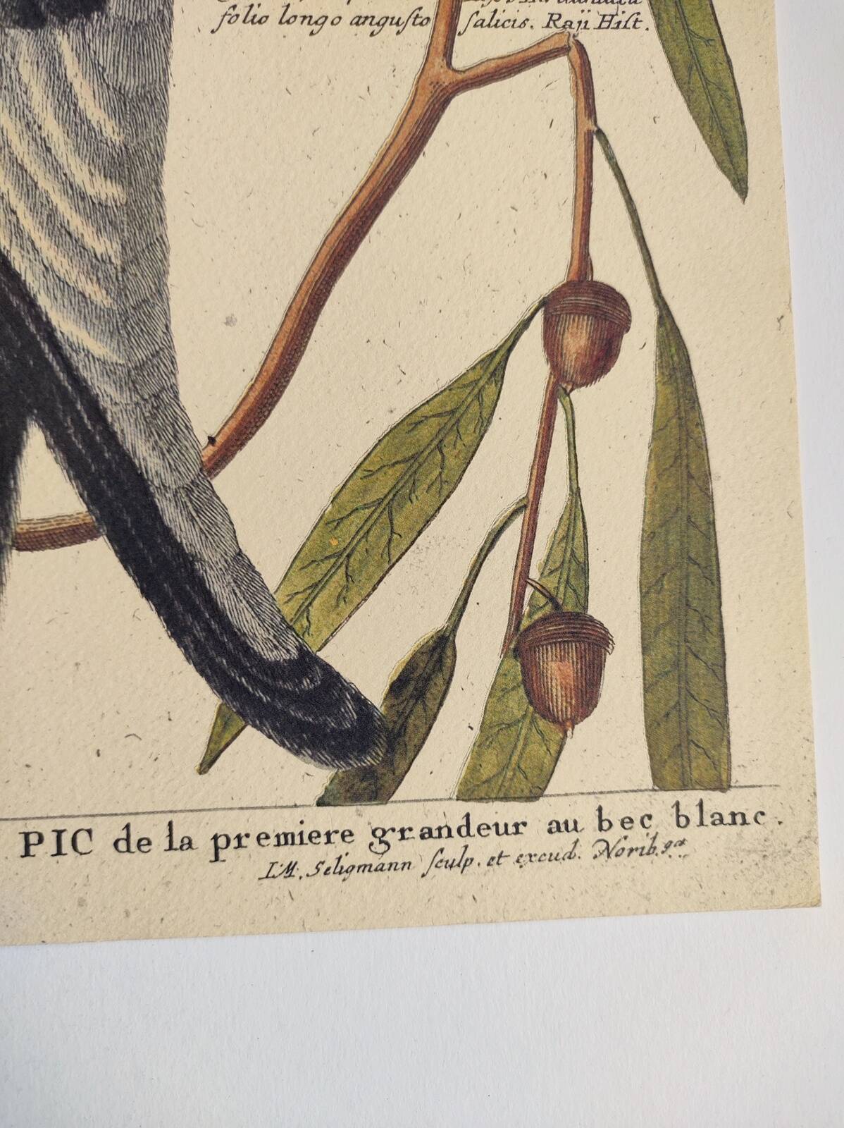 Old bird board - White-billed woodpecker - Zoological illustration by Seligmann and Catesby