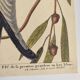 Old bird board - White-billed woodpecker - Zoological illustration by Seligmann and Catesby