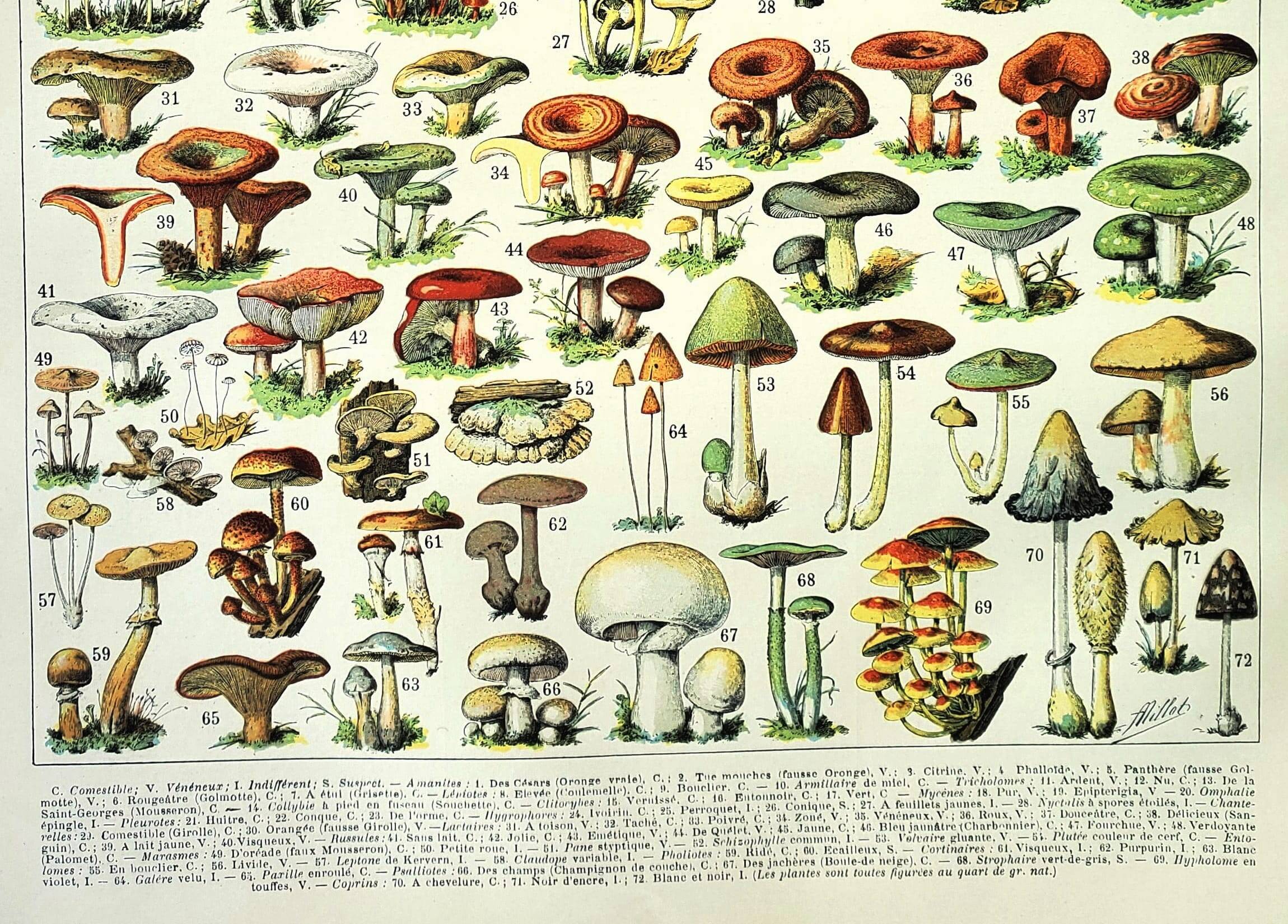 Gravure ancienne 1897 - Champignon 1 par Millot - planche vintage botanique