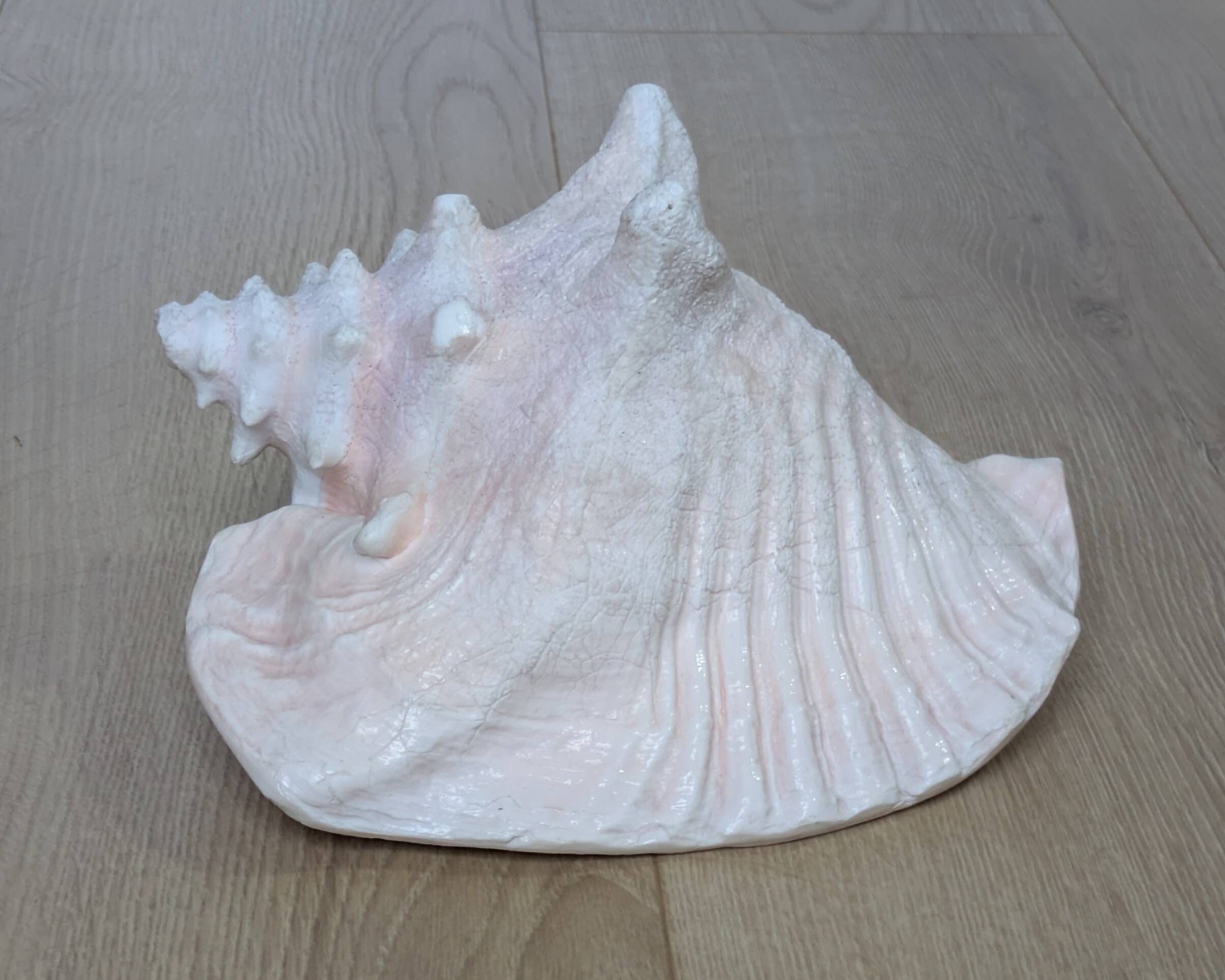 Heavy Marine Shell "Lambi" (Strombus Gigas) - Pink Interior - 1.37 kg