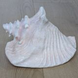 Heavy Marine Shell "Lambi" (Strombus Gigas) - Pink Interior - 1.37 kg
