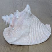 Heavy Marine Shell "Lambi" (Strombus Gigas) - Pink Interior - 1.37 kg