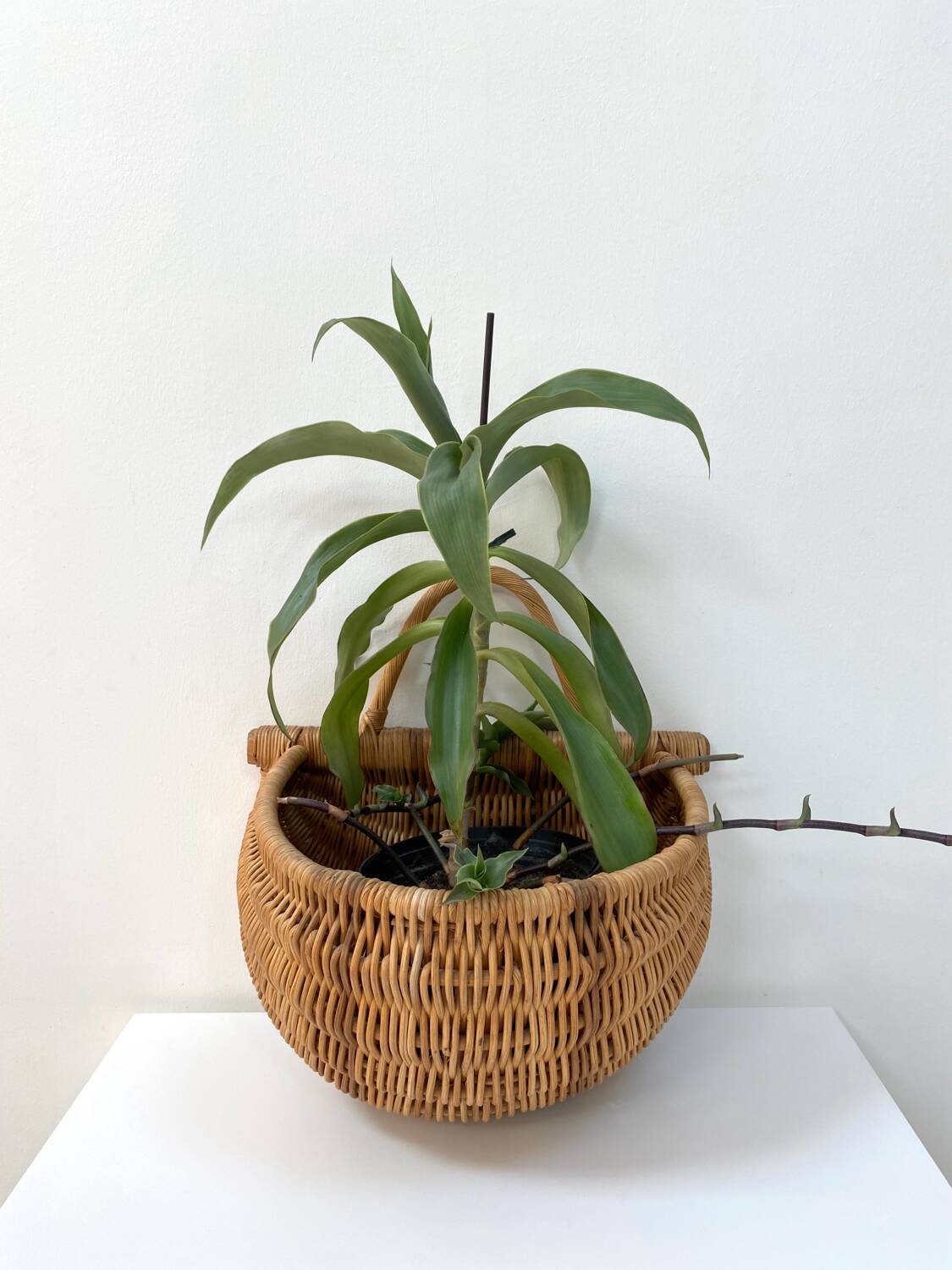Large hanging wicker rattan basket - 1970s