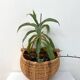 Large hanging wicker rattan basket - 1970s