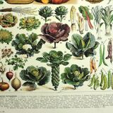 Gravure botanique 1928 A. Millot - Légumes et plantes potagères, potager