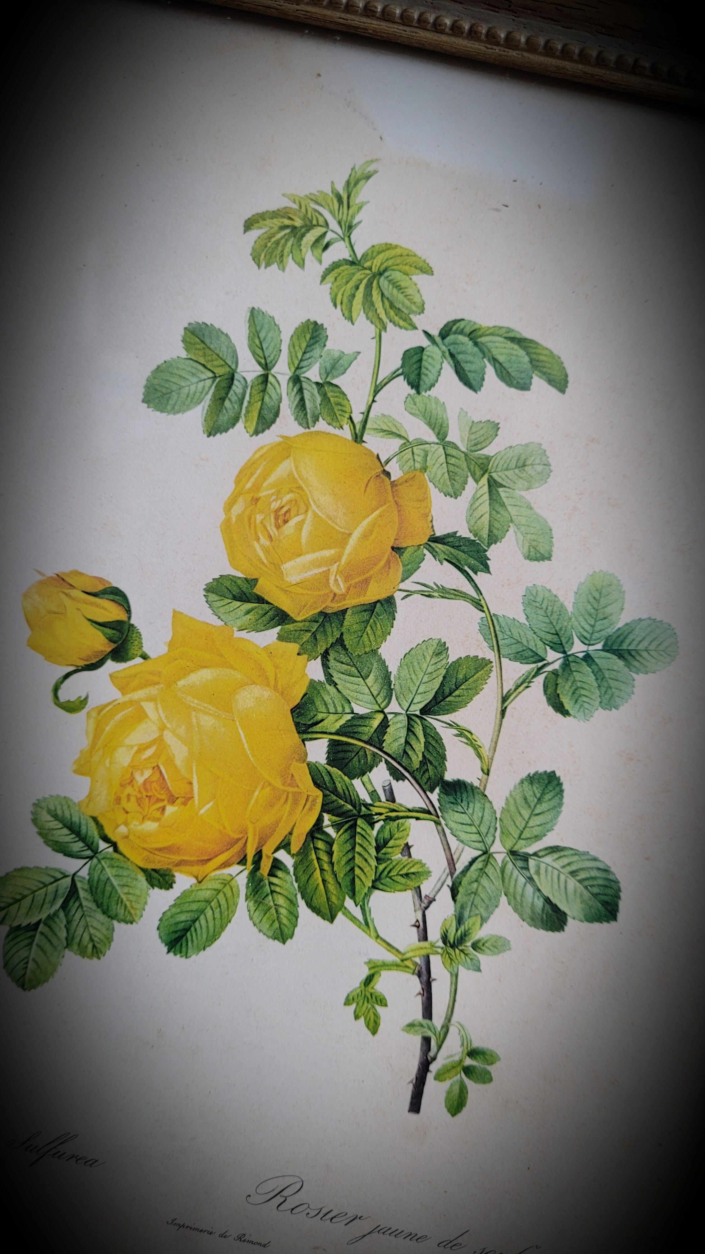 Litho yellow sulfur rose p