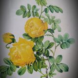 Litho yellow sulfur rose p