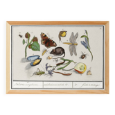 Petite affiche sur "Faune et flore diverses", d’après une gravure ancienne