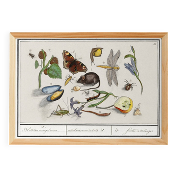 Small poster on "Various fauna and flora", based on an old engraving
