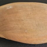 Set of 2 Cymbium Shells