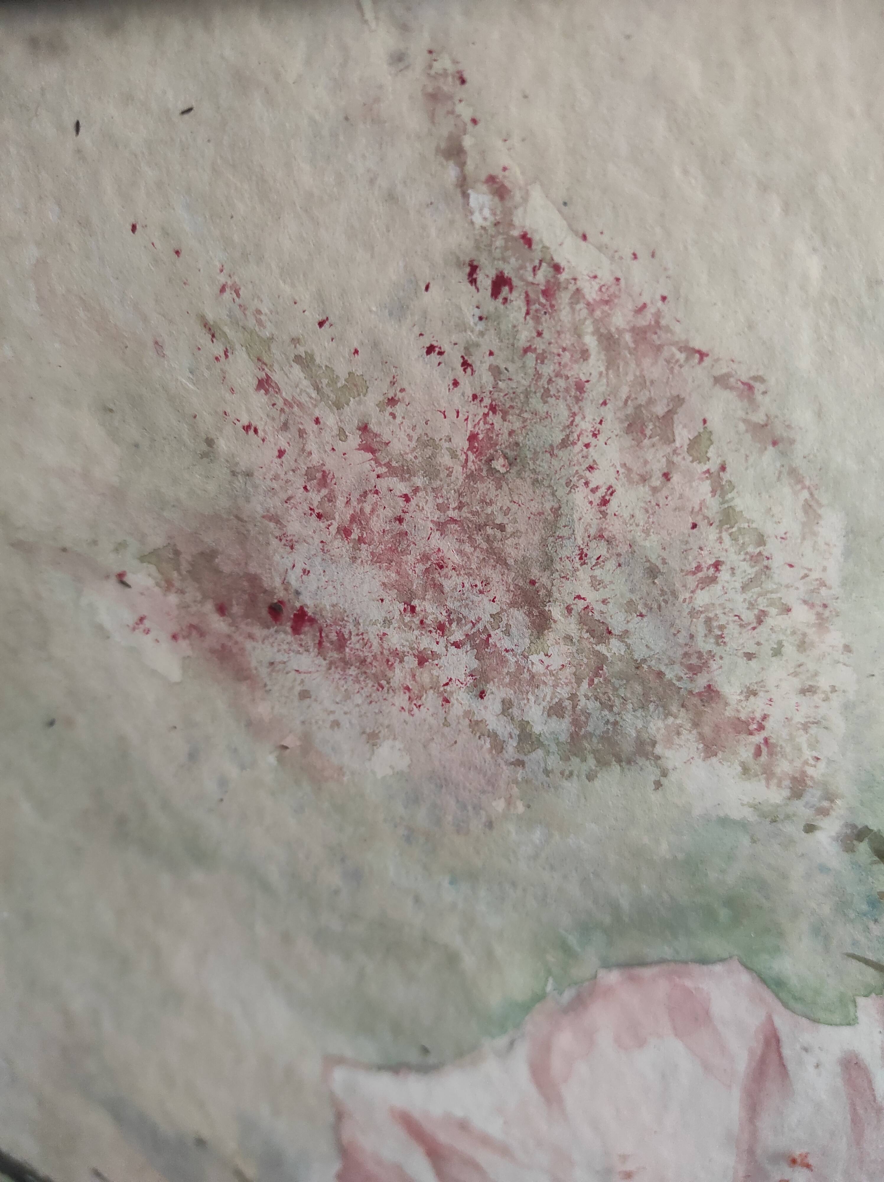 French watercolour of flowers, poppies, signed DR