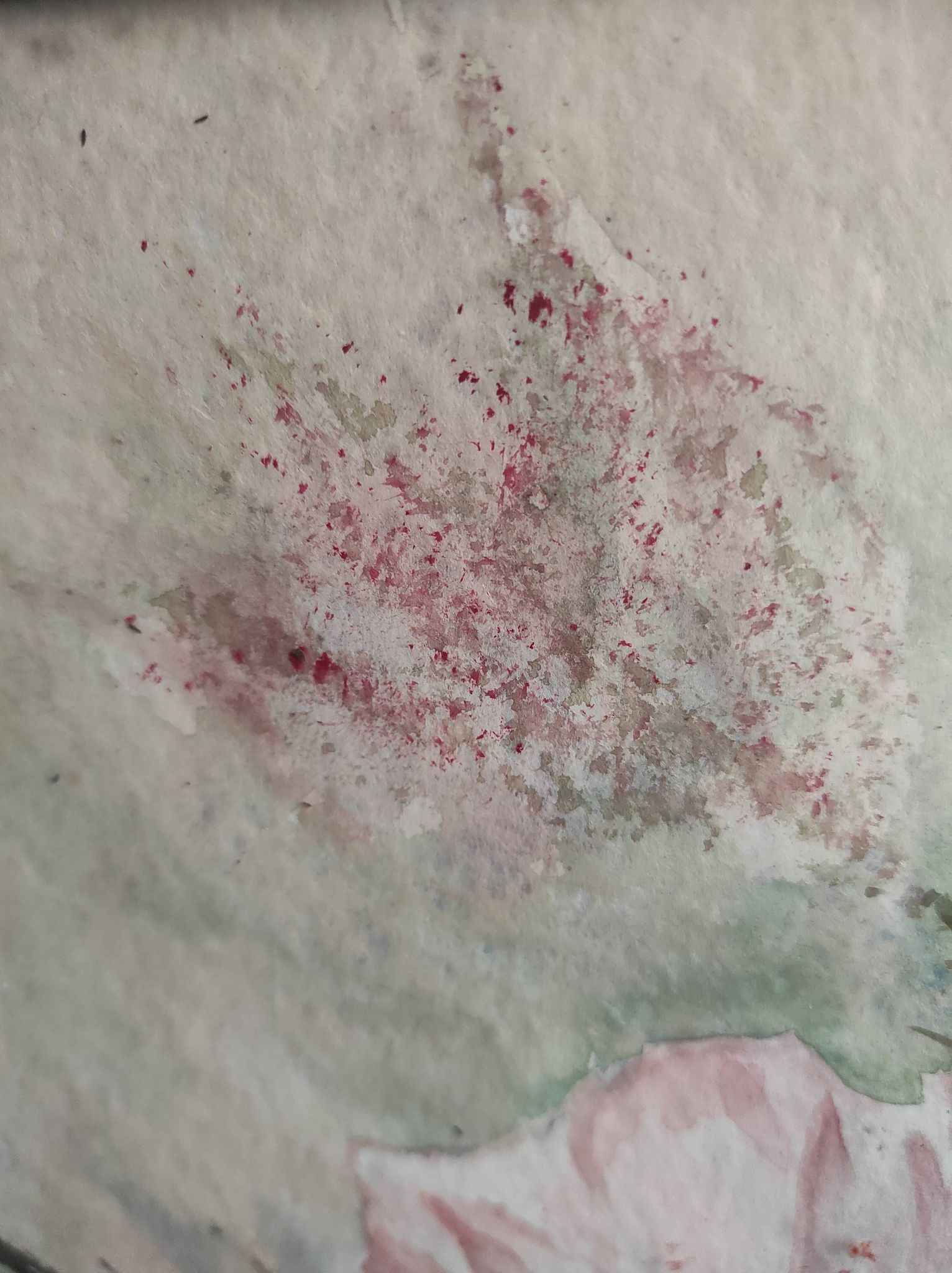 Aquarelle française de fleurs, coquelicots, signée DR
