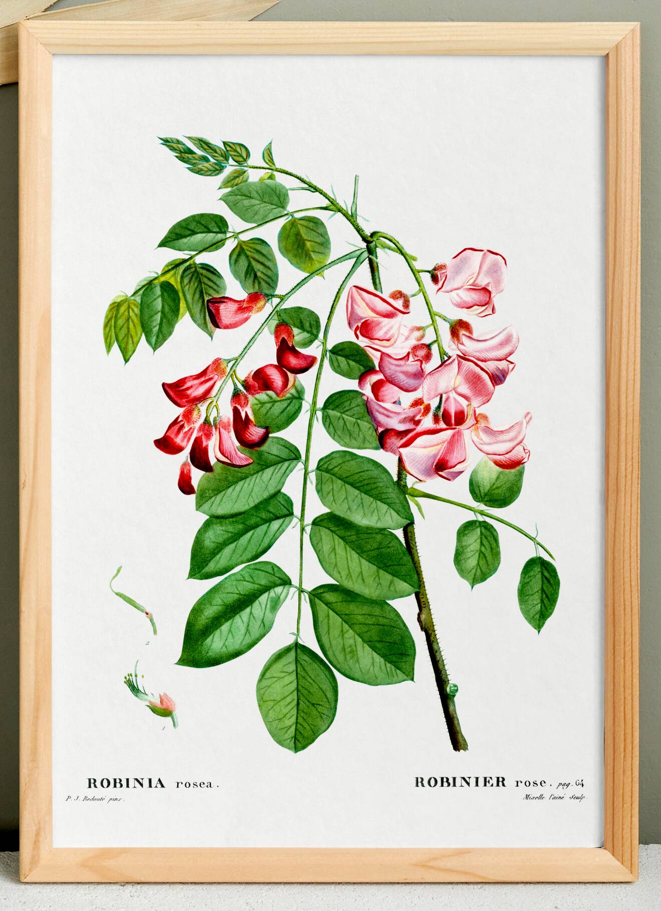 Botanical poster on Robinia rosea, after an old engraving from 1802