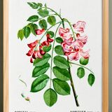 Botanical poster on Robinia rosea, after an old engraving from 1802