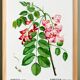 Botanical poster on Robinia rosea, after an old engraving from 1802