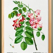 Affiche botanique sur Robinier rose, d’après une gravure ancienne de 1802
