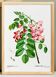 Affiche botanique sur Robinier rose, d’après une gravure ancienne de 1802