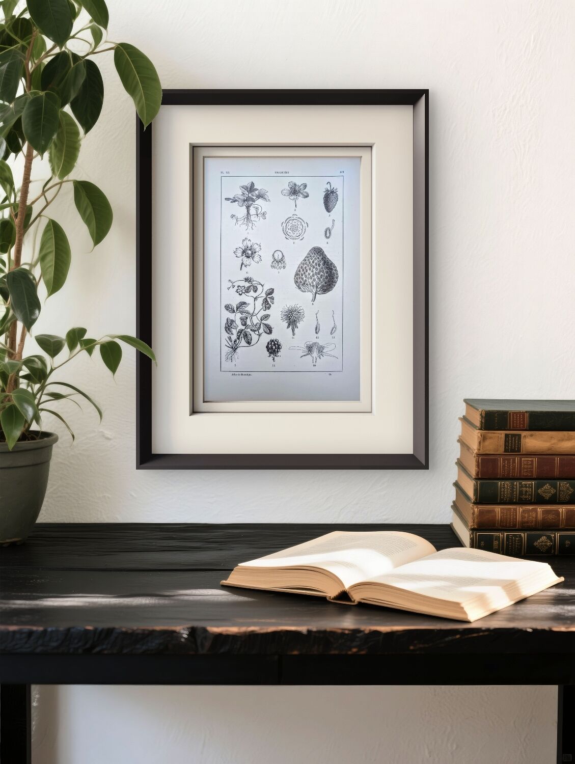 Vintage botanical plate printed in 1889, Fragariaceae.