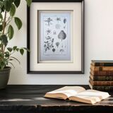 Planche botanique vintage imprimée en 1889, les Fragariées.