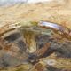 Glazed stoneware plate by Jean Langlade