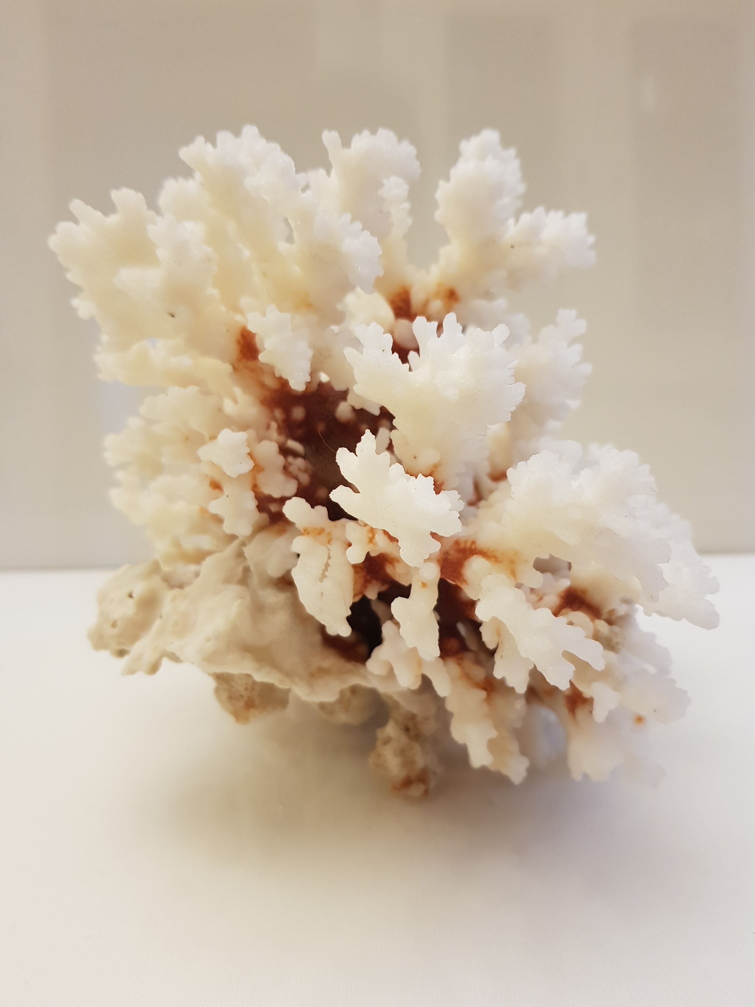 Coral 24 cm x 17
