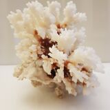 Coral 24 cm x 17