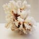 Coral 24 cm x 17