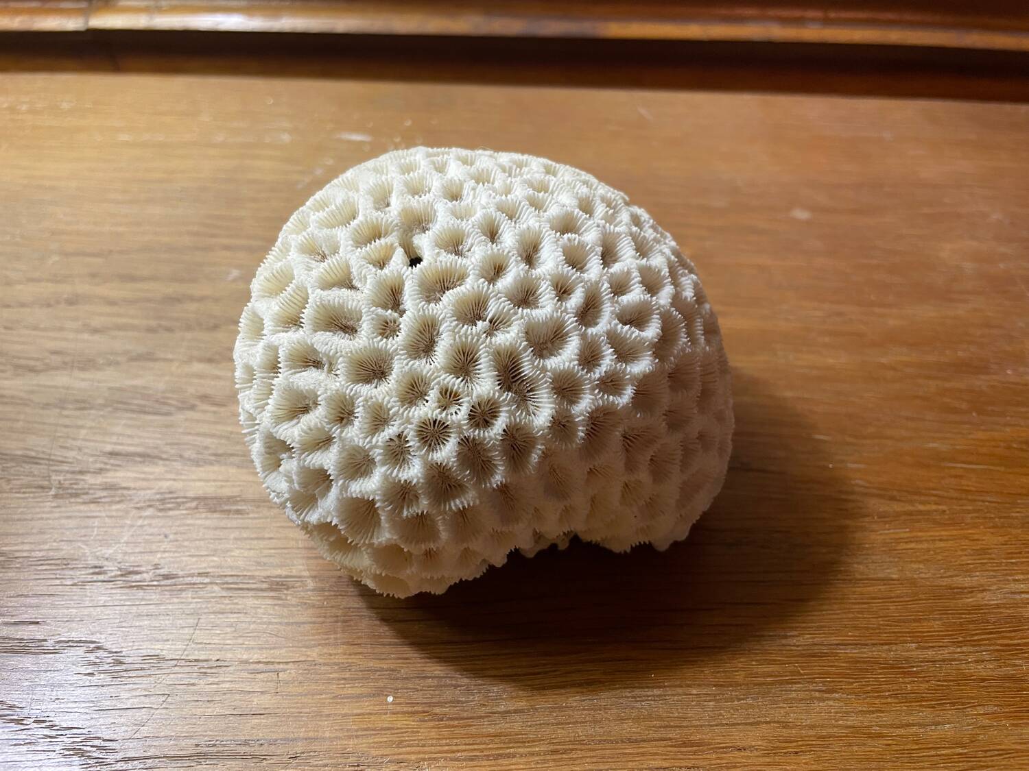 “Brain” coral