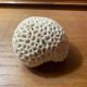 “Brain” coral