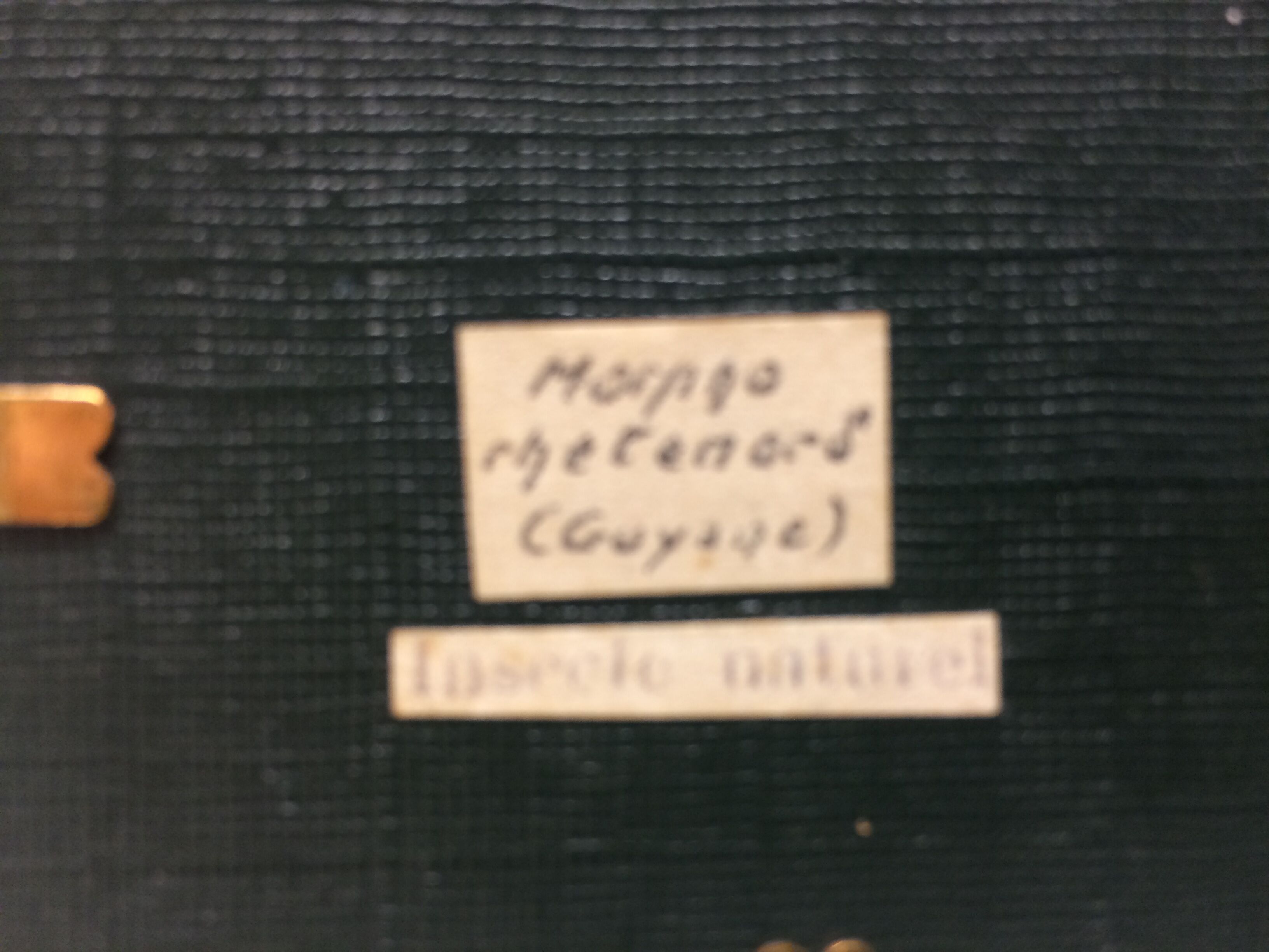 Naturalized butterfly frame