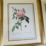 Lot of 7 pink botanical lithographs 1950