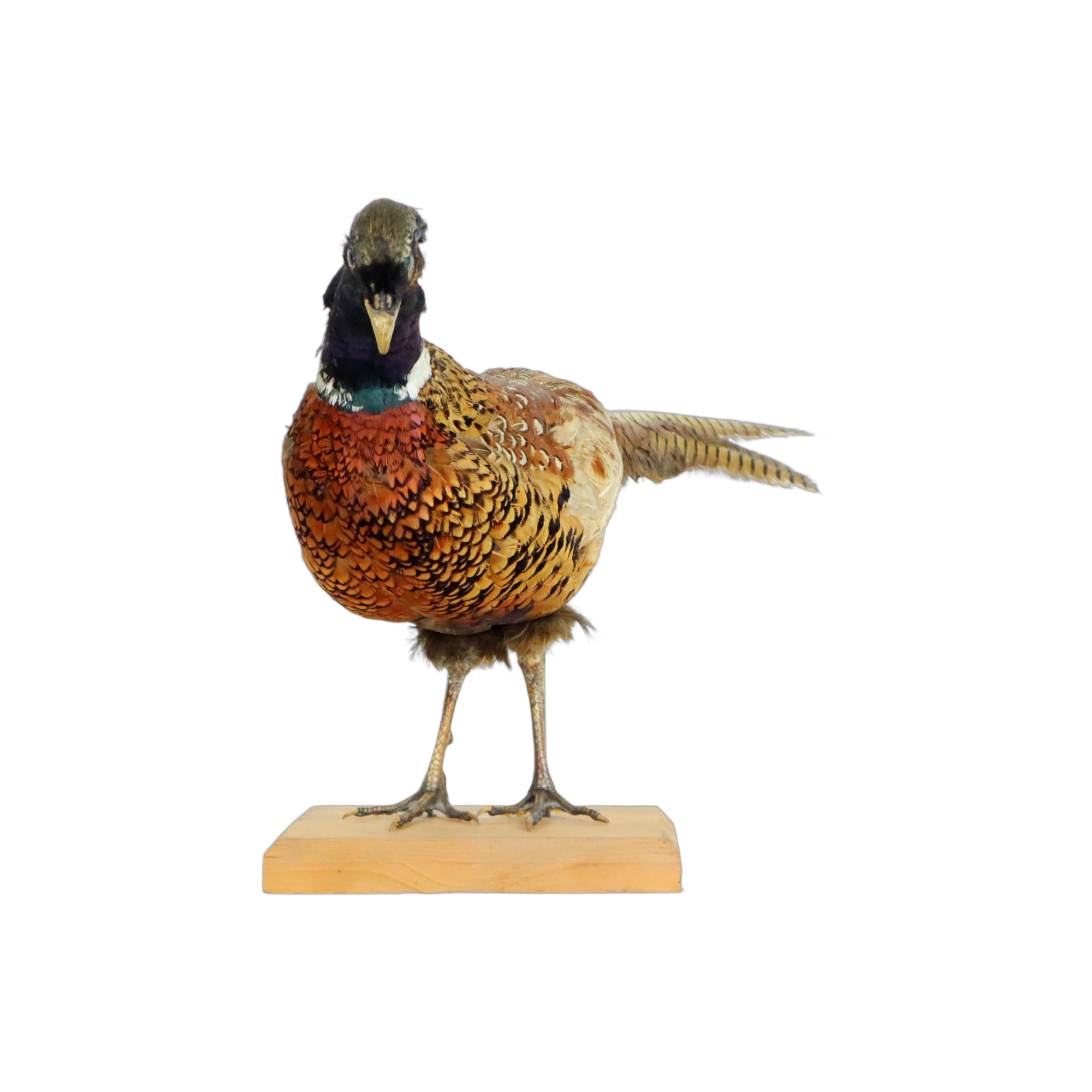 Mounted ringneck pheasant on wooden plank taxidermy