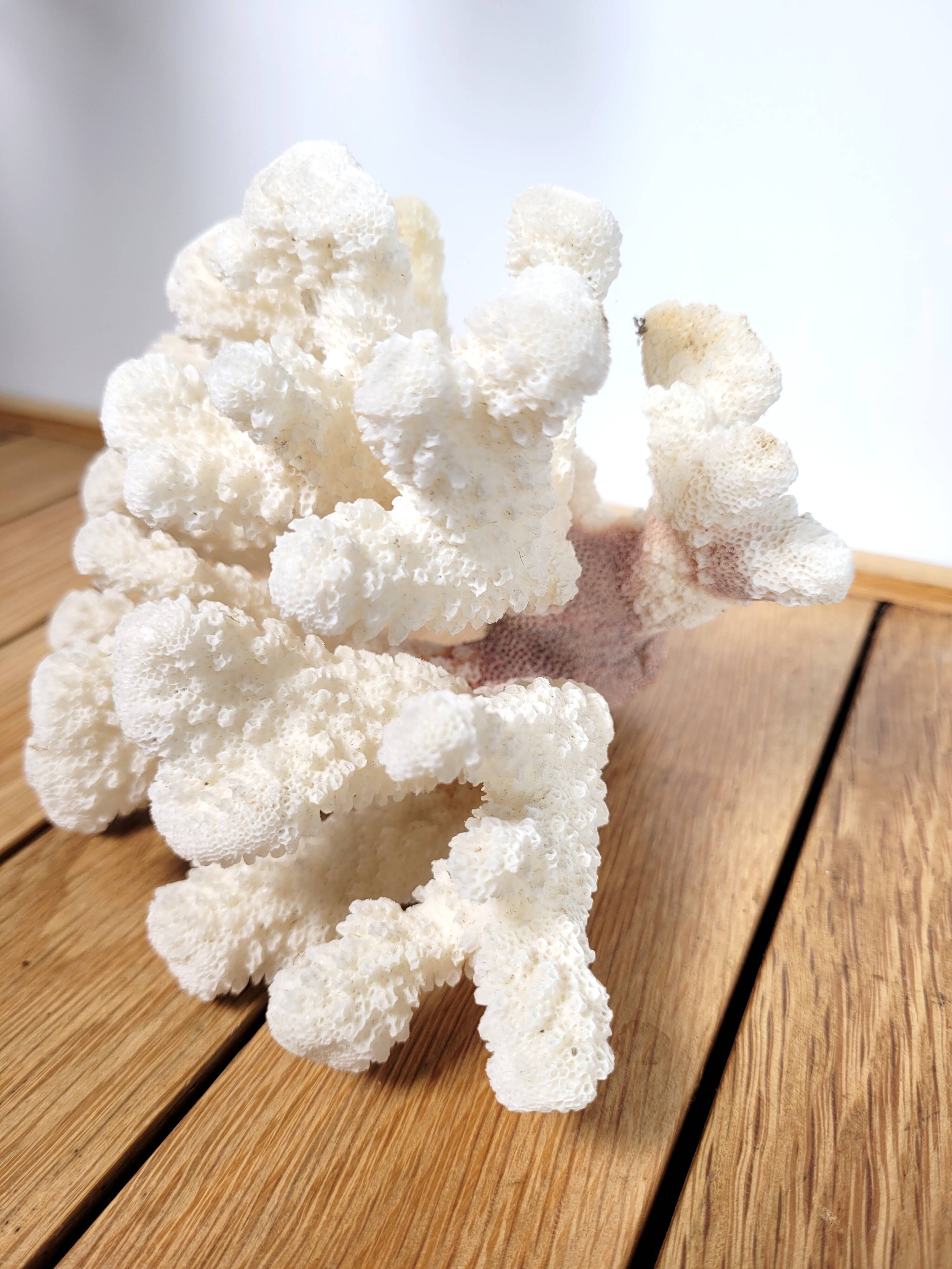 Curiosity white coral branch 17cm