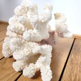 Curiosity white coral branch 17cm