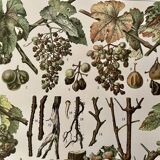 Lithograph engraving on the diseases of the vine of 1907 Viticulture Vinification Oenology Grape varieties