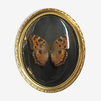 Butterfly under curved frame