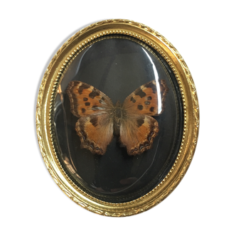 Butterfly under curved frame