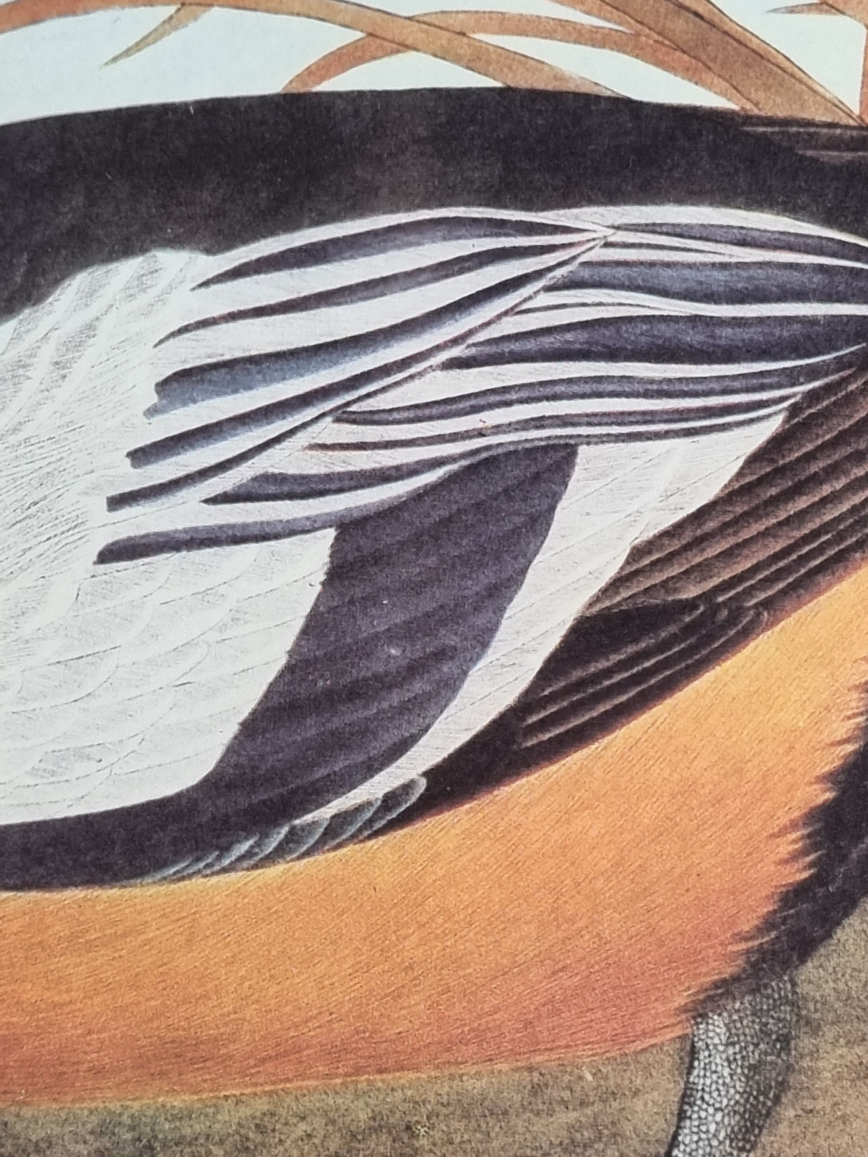 Vintage reproduction after Jean-Jacques Audubon, ornithology, Diving duck
