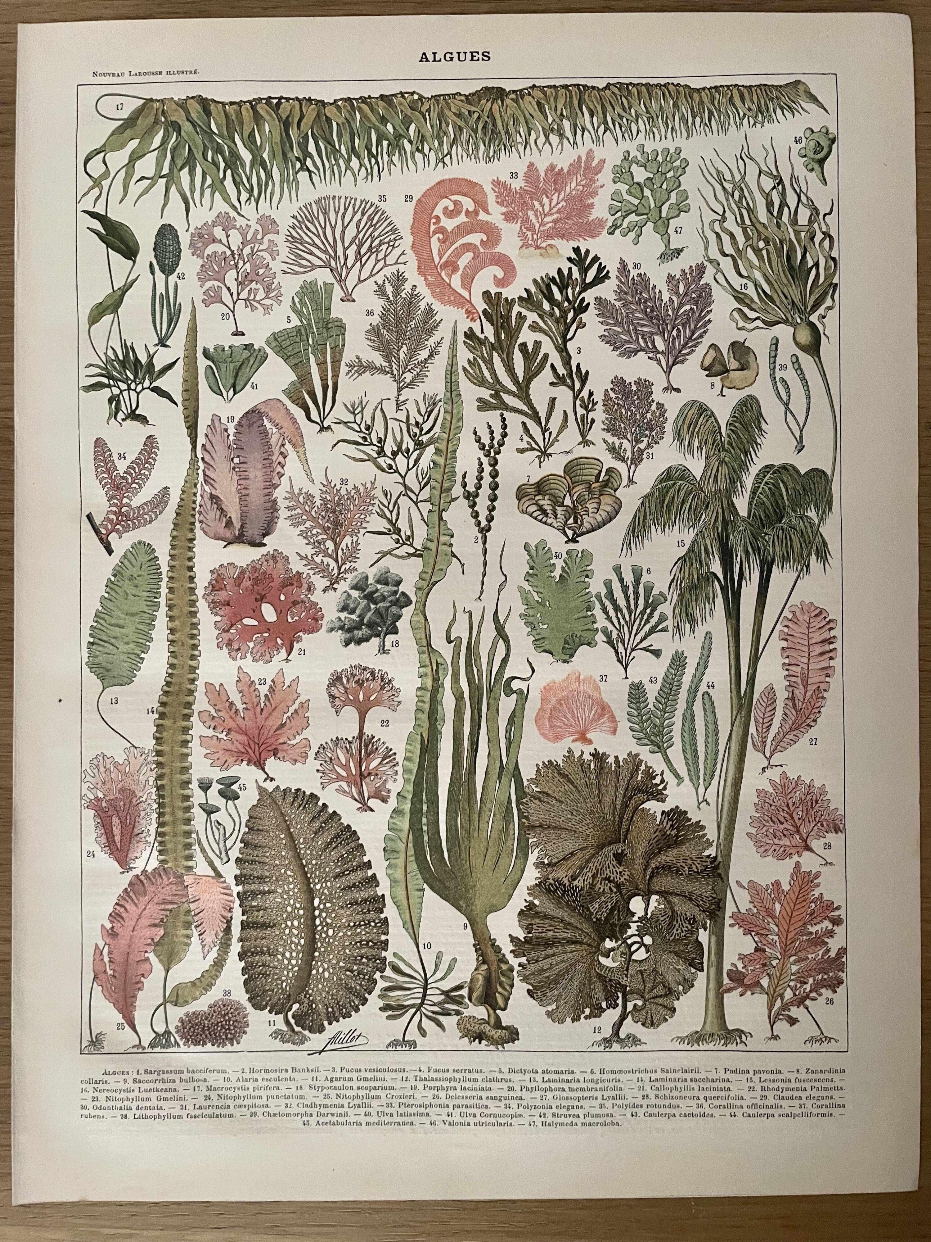 Lithograph on algae from 1897
