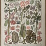 Lithograph on algae from 1897