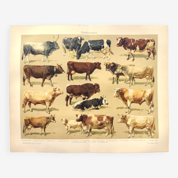 Planche zoologique de 1909 - Races de bovins et vaches - gravure ancienne