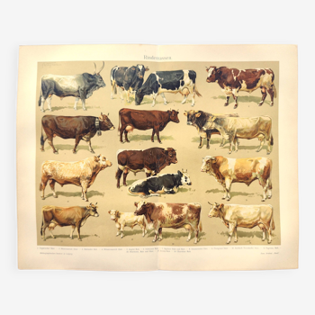 Zoological plate from 1909 - Breeds of cattle and cows - old engraving