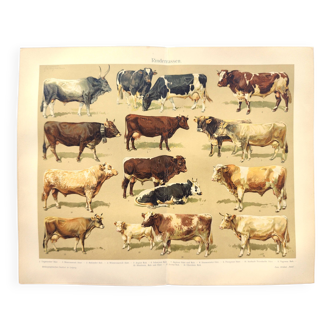 Planche zoologique de 1909 - Races de bovins et vaches - gravure ancienne