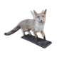 Naturalized European fox with very beautiful coat, put on wooden support – Very good condition