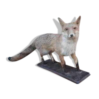 Naturalized European fox with very beautiful coat, put on wooden support – Very good condition