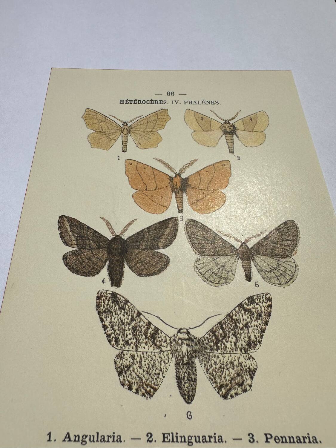 Botanical engraving butterflies double-sided naturalist plate Etching