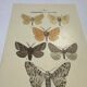 Botanical engraving butterflies double-sided naturalist plate Etching