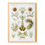 Poster about Bryozoans, based on an old lithograph from 1904.